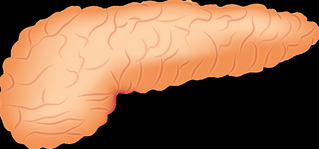 pancreas, organ, anatomy